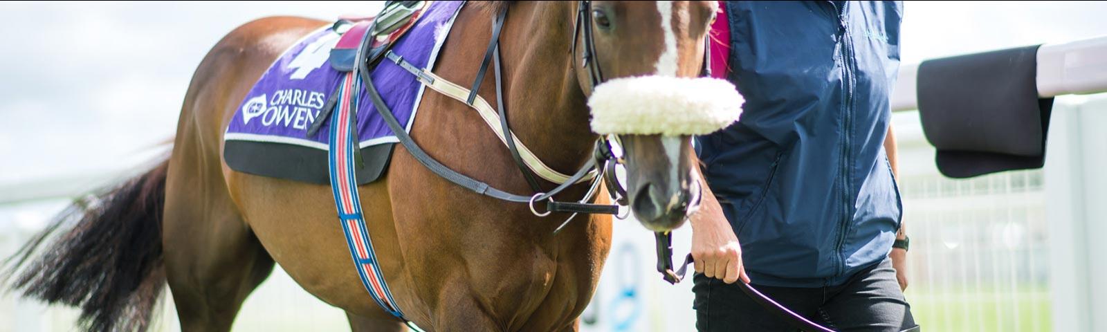 horse being led by a trainer at bath racecourse