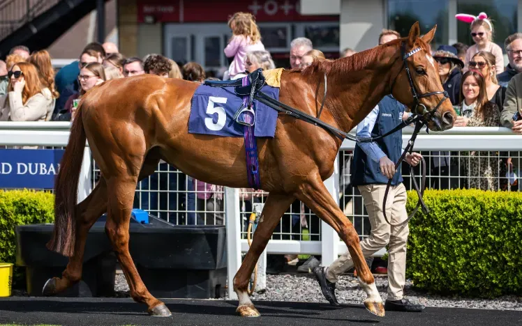 A horse being led around the parade ring at Bath Races