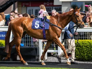 A horse being led around the parade ring at Bath Races